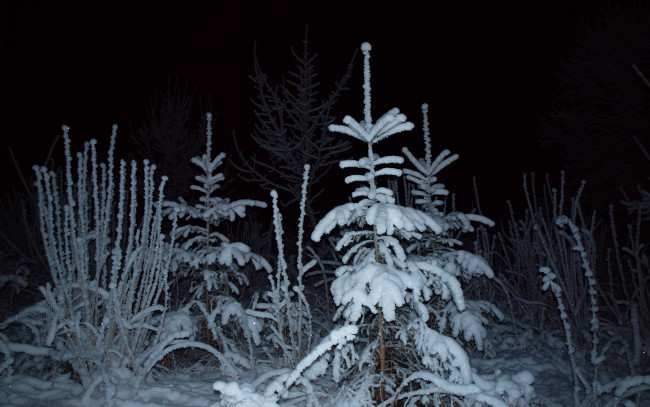 Обои картинки фото природа, зима, лес, ель, снег, ночь, свет