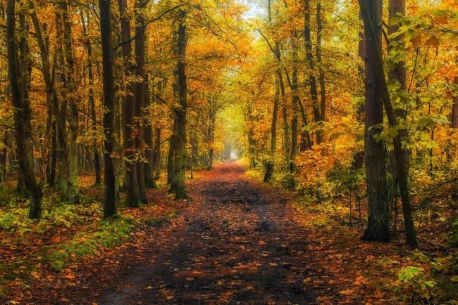 Обои картинки фото природа, дороги, осень, лес, дорога