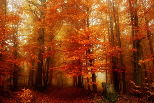 Обои картинки фото природа, лес, осень, дорога