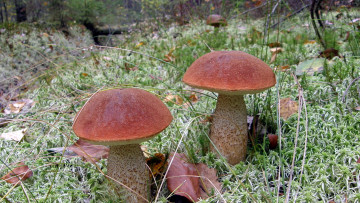 Картинка природа грибы подосиновик дуэт