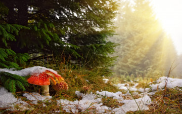 Картинка природа грибы +мухомор снег елка