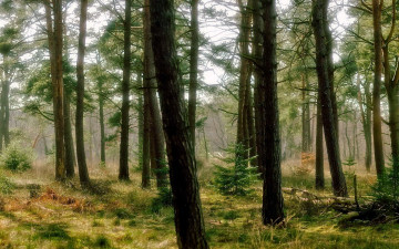 Картинка природа лес елки сосны