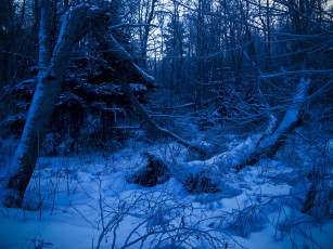 Картинка природа лес снег бурелом зима