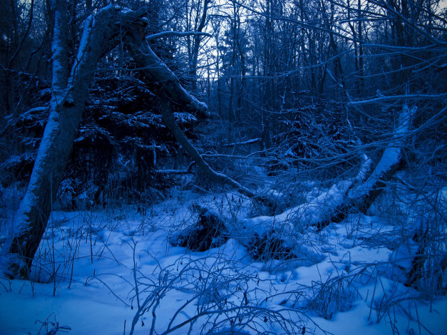 Обои картинки фото природа, лес, снег, бурелом, зима