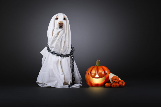 Обои картинки фото праздничные, хэллоуин, тыква, привидение, костюм, хеллоуин, накидка, серый, фон, простыня, цепь, белая, собака