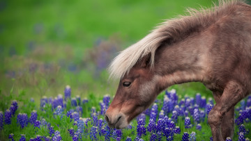 обоя животные, лошади, пони, цветы, трава, луг