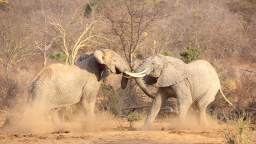 обоя животные, слоны, африка, битва, бивни, слоновые, хоботные, млекопитающие