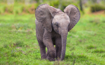 Картинка животные слоны слон слоновые хоботные млекопитающие слонёнок