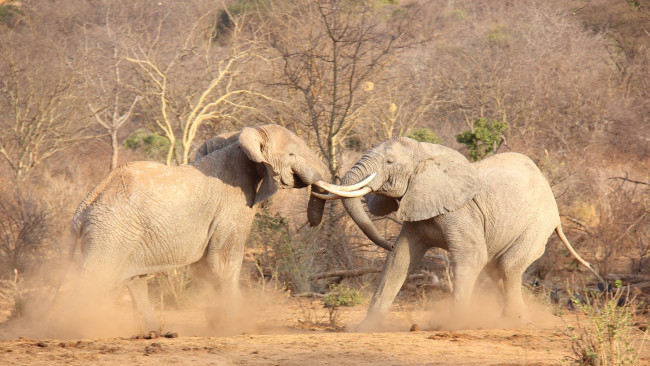 Обои картинки фото животные, слоны, африка, битва, бивни, слоновые, хоботные, млекопитающие