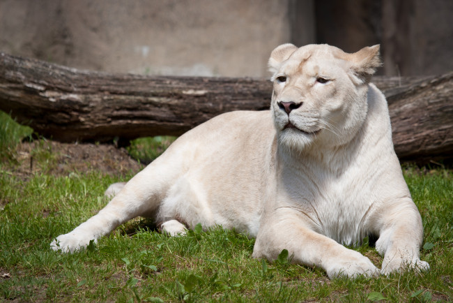 Обои картинки фото львица альбинос, животные, львы, львица, самка, альбинос, белый, аномалия, хищник, кошачьи, млекопитающие