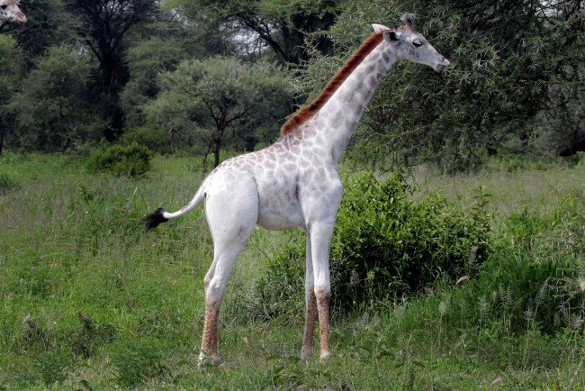 Обои картинки фото жираф альбинос, животные, жирафы, жираф, млекопитающие, альбинос, аномалия, парнокопытные, жирафовые, шея, африка