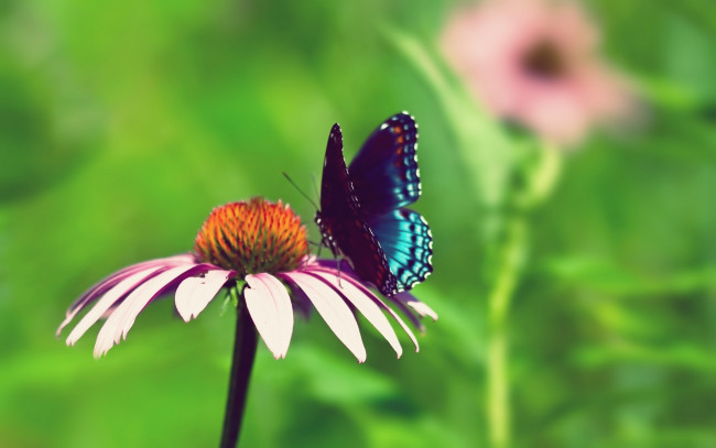 Обои картинки фото животные, бабочки,  мотыльки,  моли, бабочка, цветок