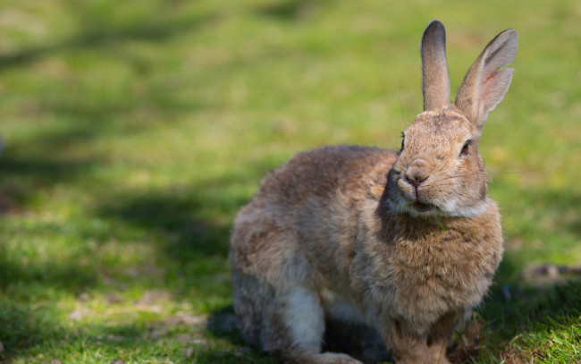 Обои картинки фото животные, кролики,  зайцы, заяц, трава