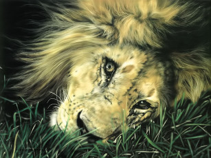 Картинка рисованное lesley+harrison лев голова трава