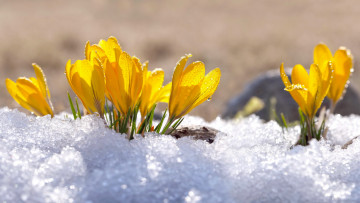 обоя цветы, крокусы, снег, весна, желтые, капли