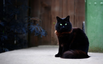 обоя черный кот, животные, коты, кот, животное, фауна, взгляд, цвет, поза