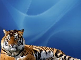 Картинка tigr животные тигры