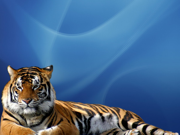 Обои картинки фото tigr, животные, тигры