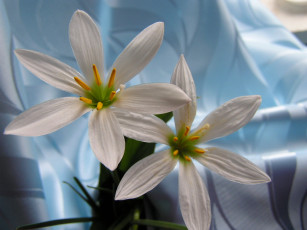 Картинка цветы зефирантесы