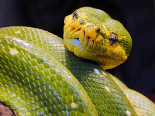 Картинка green python животные змеи питоны кобры