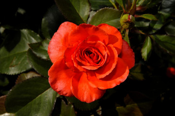 Картинка цветы розы бутон лепестки красный