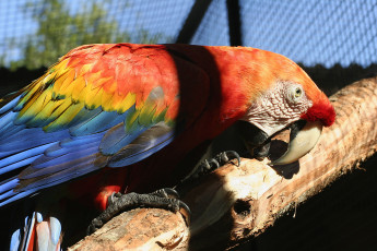 Картинка животные попугаи яркое оперение