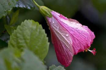 Картинка цветы гибискусы розовый бутон капли