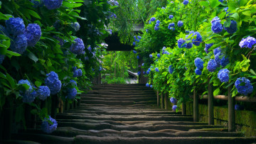 Картинка цветы гортензия лестница кусты