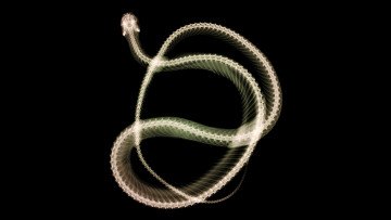 Картинка разное кости рентген змея