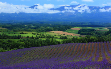Картинка природа поля пейзаж горы лаванда