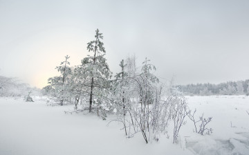 Картинка природа зима снег кусты