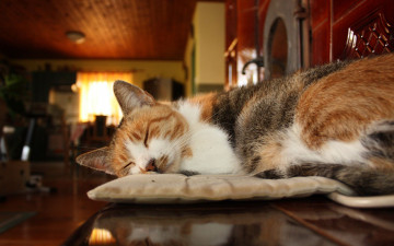 Картинка животные коты отдых сон