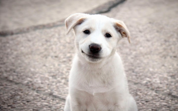 Картинка животные собаки белый щенок улыбка милый