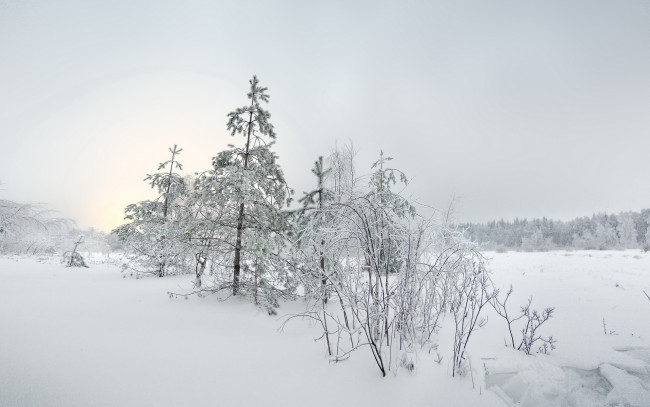 Обои картинки фото природа, зима, снег, кусты