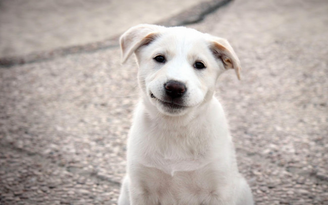Обои картинки фото животные, собаки, белый, щенок, улыбка, милый
