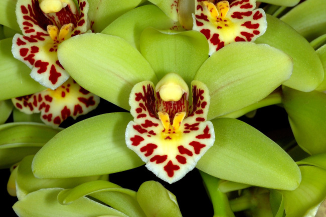 Обои картинки фото цветы, орхидеи, зеленый, много, экзотика
