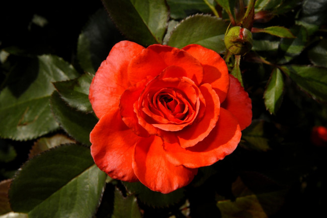 Обои картинки фото цветы, розы, бутон, лепестки, красный