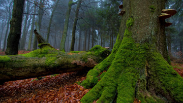 Картинка природа лес листья мох