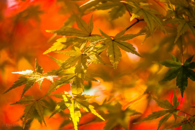 Обои картинки фото природа, листья, осень, желтые