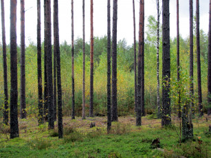 Картинка природа лес сосны березки