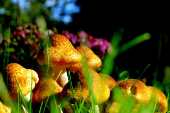 Картинка природа грибы семейка опята