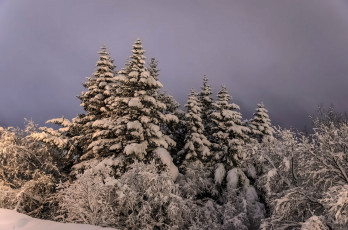 Картинка природа зима лес вечер снег