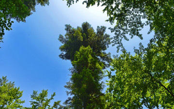 Картинка природа деревья кроны небо