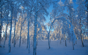 Картинка природа лес снег лед свет зима деревья