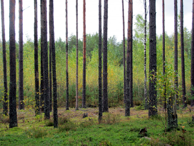 Обои картинки фото природа, лес, сосны, березки