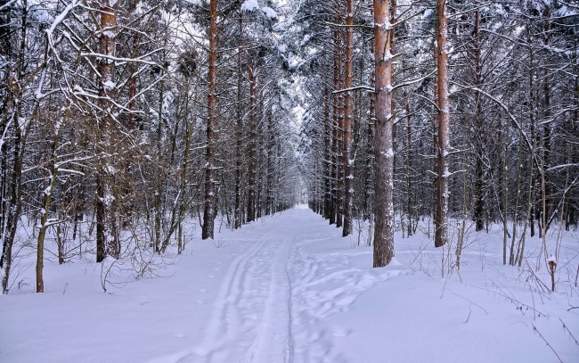 Обои картинки фото природа, зима, лес, снег, ели