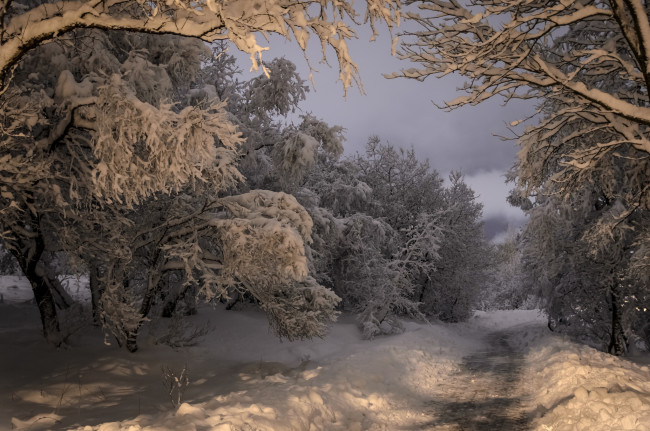 Обои картинки фото природа, зима, лес, снег, вечер