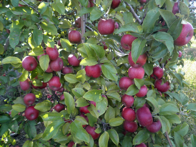 Обои картинки фото природа, плоды, яблоки, ветки