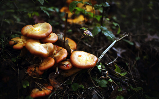 Обои картинки фото природа, грибы, семейка