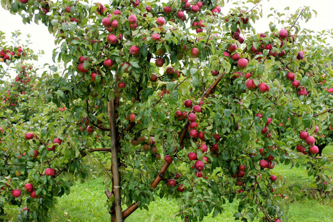 Обои картинки фото природа, плоды, яблоки, ветки